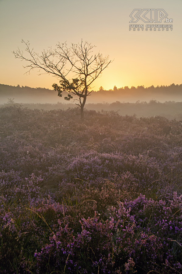 Bloeiende heide - Zonsopgang op Heuvelse Heide Vanaf midden augustus staat de heide weer volop in bloei in onze natuurgebieden in de Kempen. Ik ging wandelen in de Maasmechelse Heide in het Nationaal Park Hoge Kempen en stond een paar keer vroeg op om de zonsopgang en de paarse kleurenpracht te kunnen fotograferen op de Heuvelse Heide in mijn thuissstad Lommel. Stefan Cruysberghs